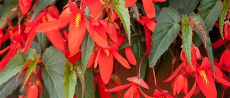 垂吊秋海棠|玻利维亚秋海棠 Begonia boliviensis